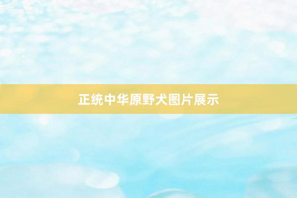正统中华原野犬图片展示